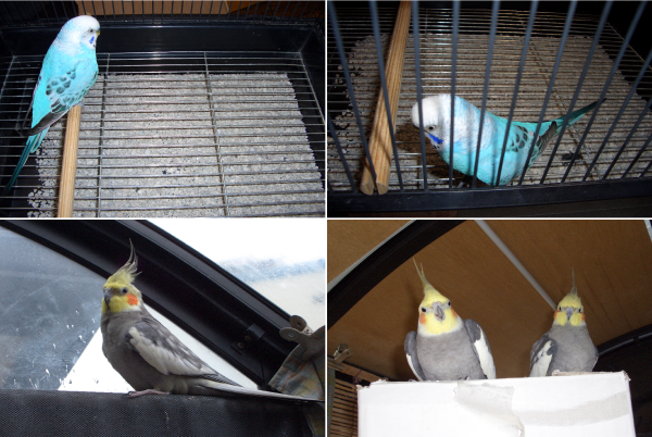 インコの鳥かご内に敷き詰めて使用